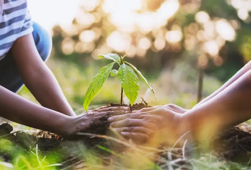 Manos plantando un árbol joven durante una actividad de educación ambiental