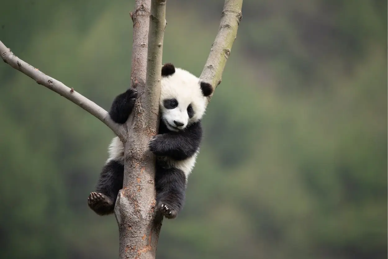 Panda trepando a un árbol